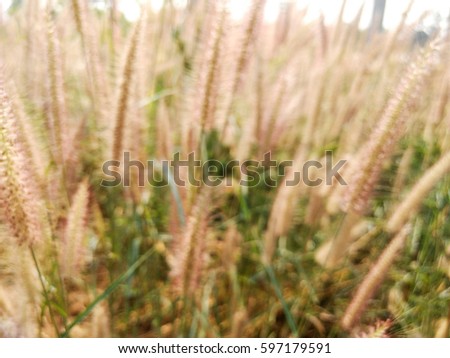 Abstract blur Poaceae :flower grass with sun light. Poaceae is grass flower in natural with mountain in background in sunset light.