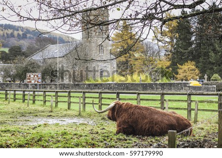 Highland cow with a castle view