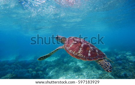 Sea turtle swims up to take breath on sea water surface. Snorkeling in shallow water of tropical lagoon. Exotic island seashore fauna. Wild nature undersea photo. Underwater scene with sea tortoise. 