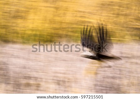 Hawk flying. Lake reed background.
Western Marsh Harrier Circus aeruginosus 