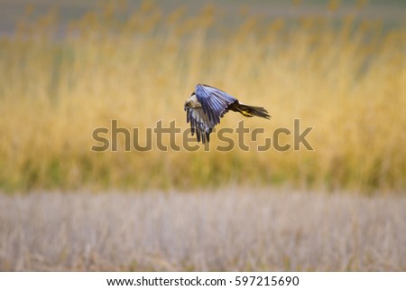 Hawk flying. Lake reed background.
Western Marsh Harrier Circus aeruginosus 