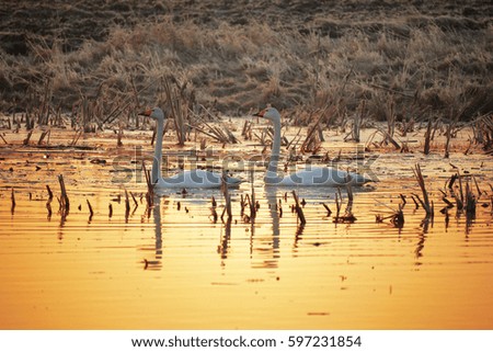 Northern white swans, swans