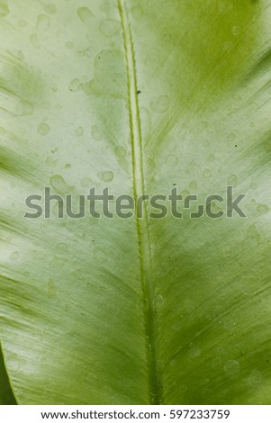 green leaf texture, green leaf background