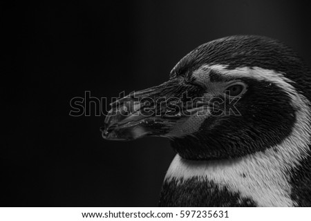 humboldt penguin
