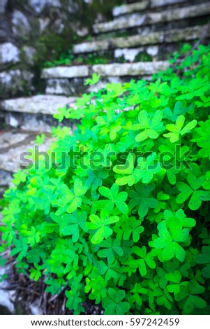 St. Patrick's Day symbol. The bush of shamrock clover green heart-shaped leaves near the stone stairs.