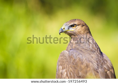 Hawk portrait. Green nature background
Long legged Buzzard / Buteo rufinus
