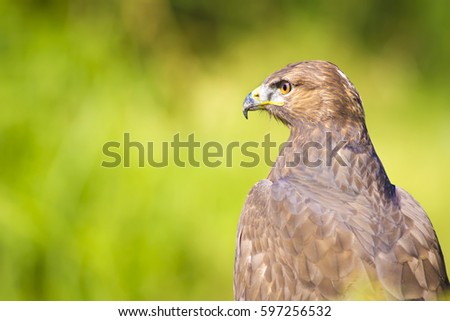 Hawk portrait. Green nature background
Long legged Buzzard / Buteo rufinus

