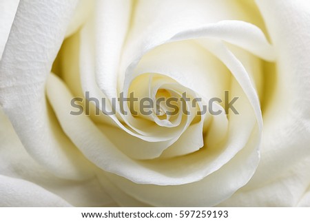 White rose bud. Top view. Macro Royalty-Free Stock Photo #597259193