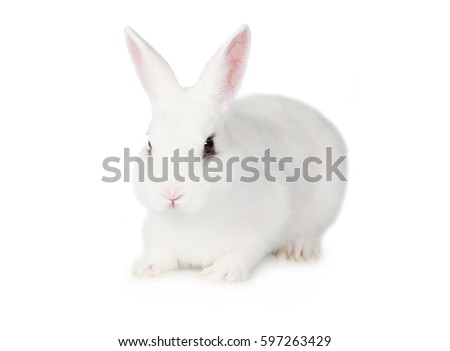 Pretty white fluffy Bunny isolated on white background
