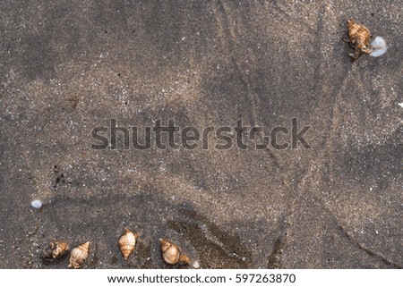 Hermit crab with sand beach