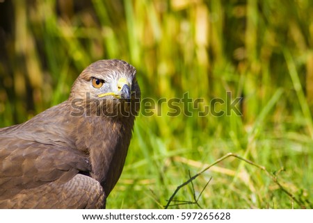 Bird of prey. Buzzard portrait. Green nature background. Bird: Long legged Buzzard. Buteo rufinus.
