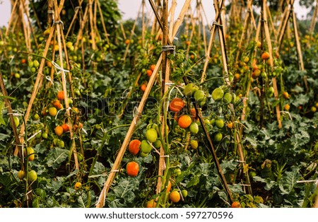 Tomato plantation closeup 