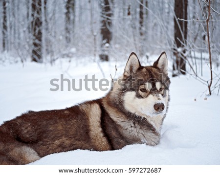 Husky dog lies in the snow