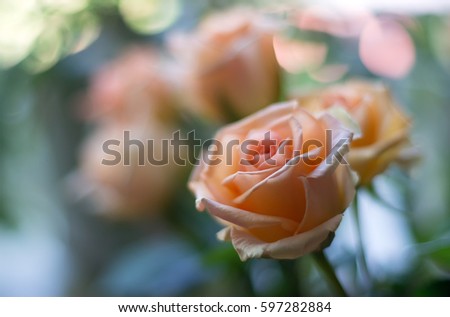 In the foreground the flower Bud rose, the back background is blurred, beautiful bokeh.