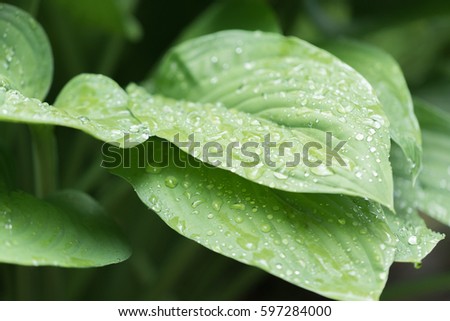 Drops of dew water on a fresh green hosta leaf