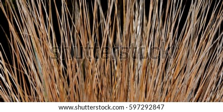 Close up of withered ornamental porcupine grass