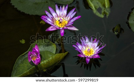 Water lily in a pond in Thailand