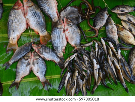 Many kind of fish at the local market in Asia city. Close up.