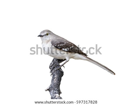 Northern Mockingbird on White Background, Isolated