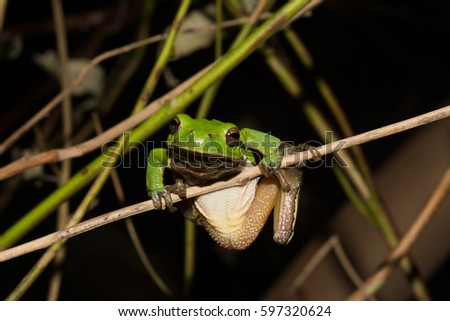 Italian tree frog on a woodland background,  Hyla intermedia 