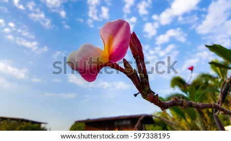 Red Plumeria flower and sky for background
