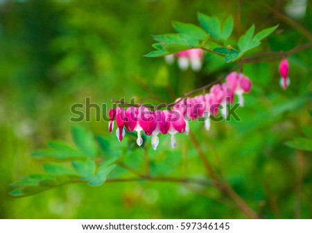 Spring beautiful pink flowers of Bleeding Heart on the may green background.