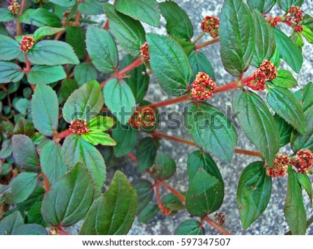 Asthma-plant (Chamaesyce hirta or Euphorbia hirta) on sidewalk Royalty-Free Stock Photo #597347507