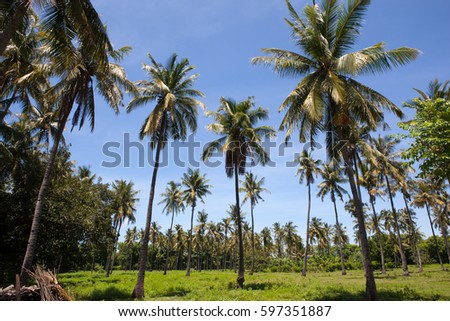 Coconut palm trees farm on the island of Gili Indonesia