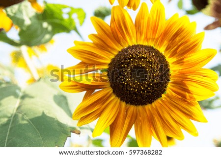 High contrast picture of sunflower with green leaves and white background.