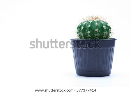 Cactus isolated on white background,