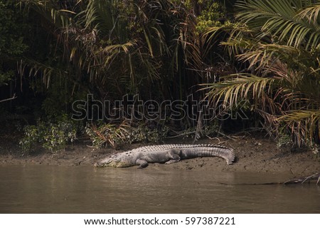 Crocodile in the Sundarbans national park, famous for its Royal Bengal Tiger in Bangladesh