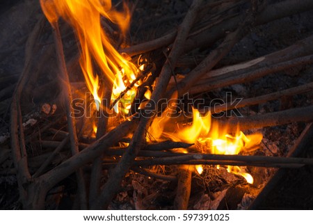 Campfire, fire with branches of dry tree.