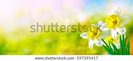 Bright and colorful flowers of daffodils on the background of the spring landscape