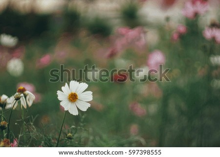 Cosmos sulphureus Cav brightly colorful flowers -vintage style picture and vintage color