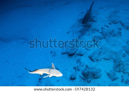 bull shark in the blue ocean background in mexico