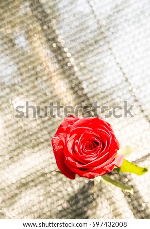 red rose against fence ,nature, spring, flowers ,amazing ,beautiful ,petals ,most ,Valentines Day ,background ,beautiful ,decoration ,natural ,ornament ,wedding ,reflection ,nature ,decor ,summer