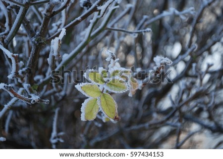 Frozen branch with leaves during winter.