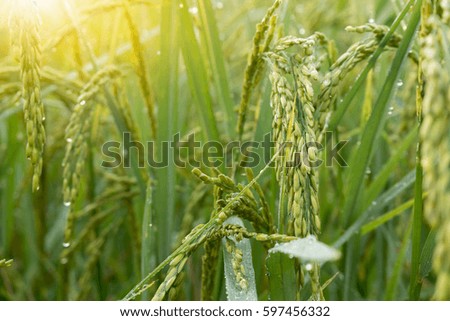 Closeup of rice spike in Paddy field on autumn.
