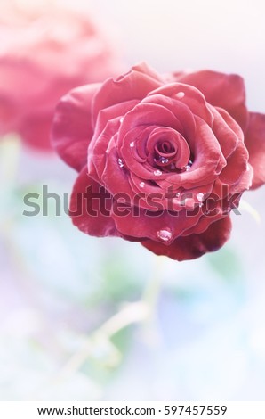 Bright single summer and spring wedding rose in the center of the picture on the dreamy light blue smooth background and drop in the center of the flower