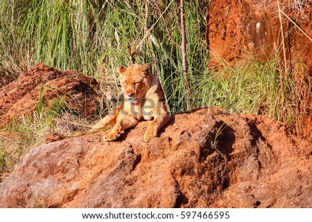 Majestic female lion (Panthera leo) basking in the sun