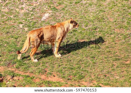 Majestic female lion (Panthera leo) basking in the sun
