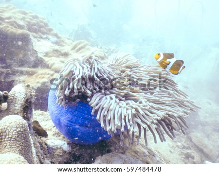 couple clown, anemonefish, false percula clownfish with Sea anemones coral by scuba diving