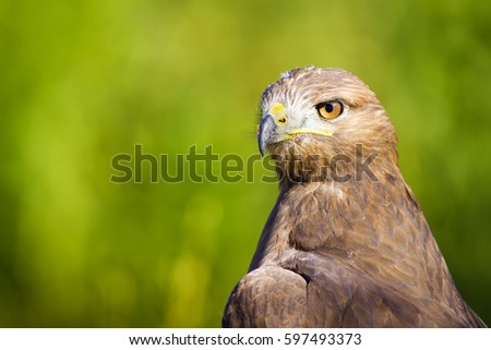 Bird of prey. Green nature background
Long legged Buzzard / Buteo rufinus
