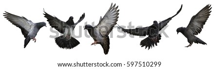 photo of flying doves isolated on white background