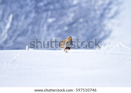 Winter and Partridge. White snow background.
Grey Partridge Perdix perdix