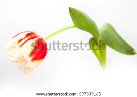 Red and yellow tulip on a white background