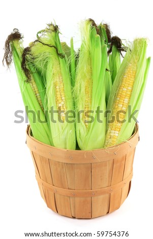 Still Picture of corncobs with leaves and corn silk in wooden basket bushel over white background.