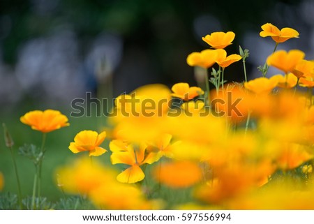 Flowers California poppy picture with a shallow depth of field of colorful spring background.
