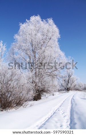 Winter landscape. Frost on the trees, blue sky, sunny day. 