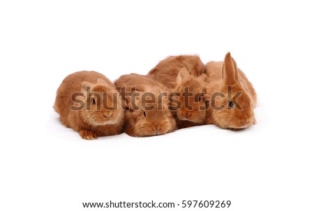 New Zealand purebred red baby rabbits on white tablecloth